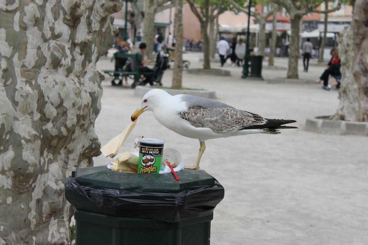 bird, animal themes, focus on foreground, animals in the wild, incidental people, one animal, wildlife, pigeon, street, building exterior, built structure, architecture, day, city, perching, outdoors, seagull, animal representation, close-up, white color