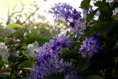 Close-up of purple flowers on branch