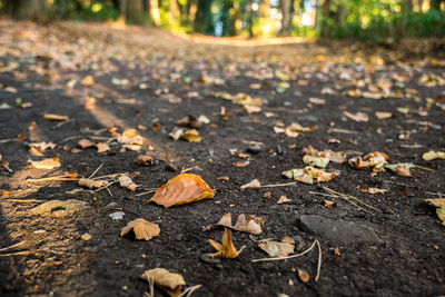 Close-up of fallen leaves on road