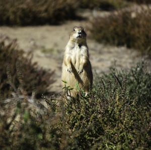 Prairie dog on field