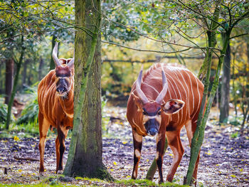 Horses standing in a field