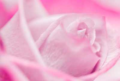 Close-up of pink rose