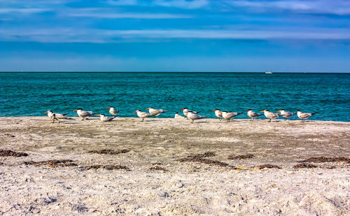 Flock of seagulls on beach