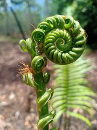 Close-up of fern growing on field