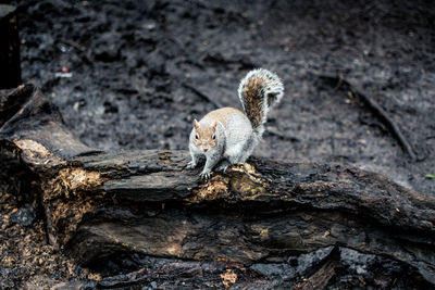 High angle view of lizard on rock