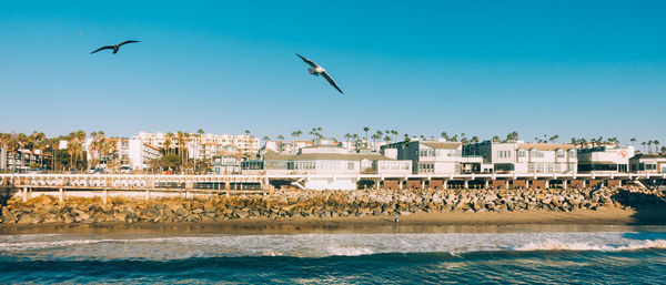 Seagulls flying over beach against clear sky