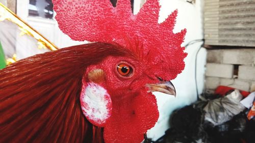 Close-up of rooster