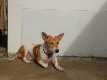 Dog resting on floor against wall