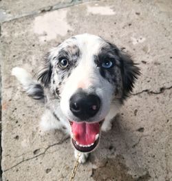 High angle view portrait of dog