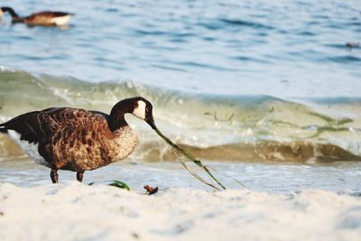 Birds on beach