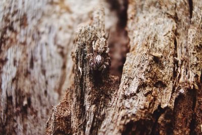 Close-up of tree trunk against rocky surface