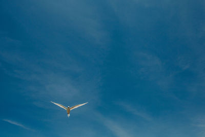 Low angle view of airplane flying in sky