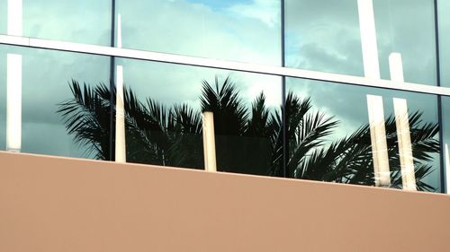 Close-up of palm tree against sky