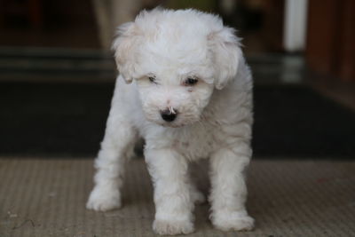 Portrait of white puppy at home