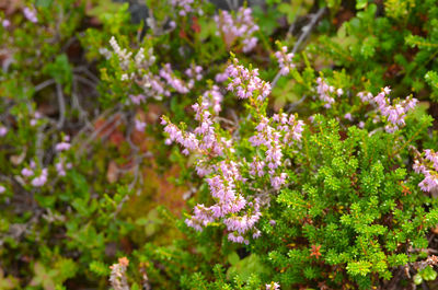 Close-up of purple flowering plants