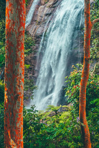 Scenic view of waterfall in forest