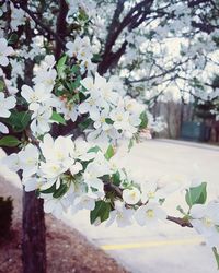 Close-up of flowers on tree