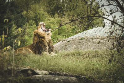 Lion roaring in forest