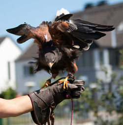 Midsection of person with bird against blurred background