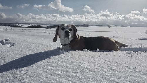 Dog standing on snow against the sky