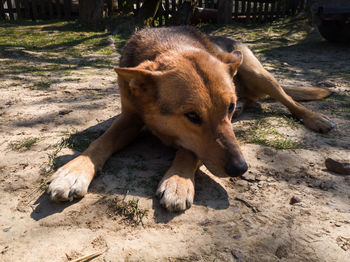 Low angle view of dog relaxing on field