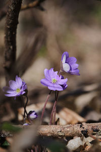 Close-up of purple flowering plant