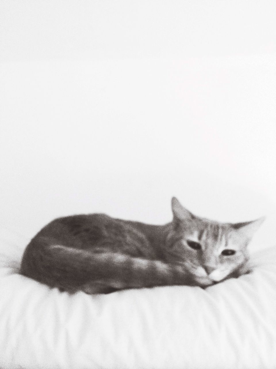 domestic cat, cat, pets, domestic animals, animal themes, one animal, feline, mammal, whisker, indoors, relaxation, portrait, looking at camera, close-up, alertness, studio shot, resting, staring, animal head, copy space