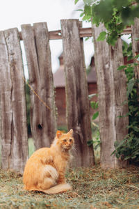 Portrait of a cat sitting on a tree