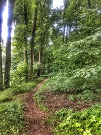 Footpath amidst trees in forest