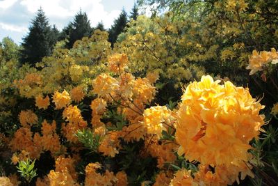 Close-up of yellow flowers blooming outdoors