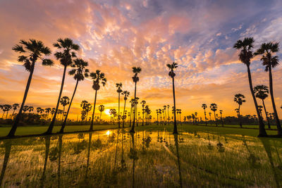Scenic view of palm trees on field against sky during sunset