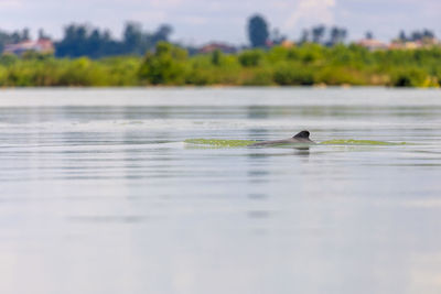 The irrawaddy dolphin, orcaella brevirostris, on the mekong river, cambodia