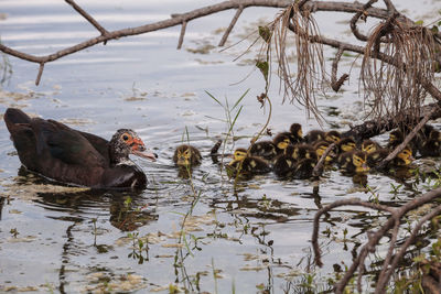 Mother and baby muscovy ducklings cairina moschata flock together in a pond in naples, florida 