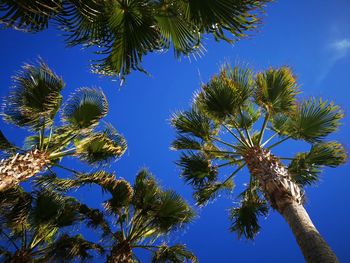 Low angle view of palm tree against blue sky