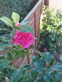 Close-up of pink flowers