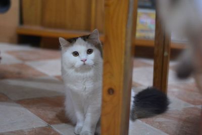 Portrait of cat at home