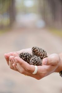 Close-up of human hands holding pine cones