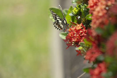 Close-up of butterfly pollinating on flower