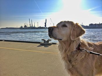 Dog looking at sea against sky