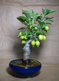 Apple tree bonsai