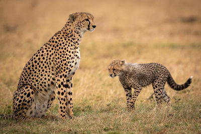 Cheetahs on field in forest