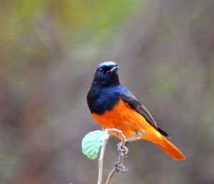 Close-up of bird perching outdoors