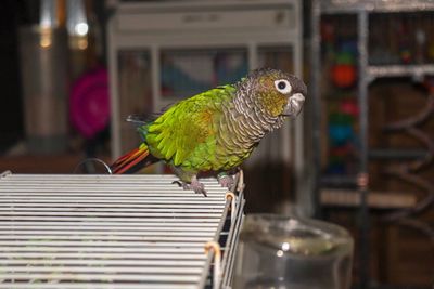 Close-up of parrot perching on table