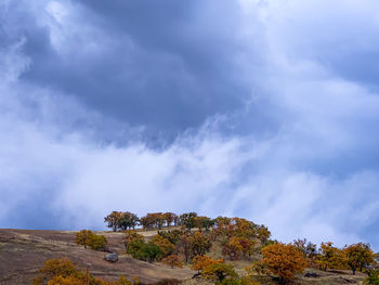 Low angle view of trees against sky