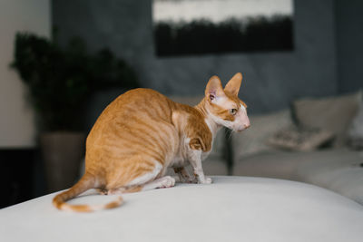 Red haired cat cornish rex is sitting on the couch at home