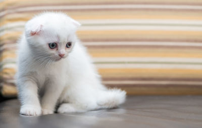 Cute white scottish fold kitten standing on sofa, pet and cat concept