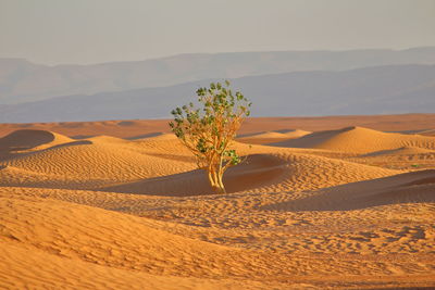 Scenic view of desert against sky