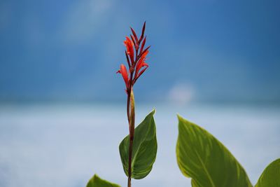 Close-up of plant against sky