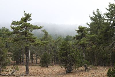 Trees in forest against sky