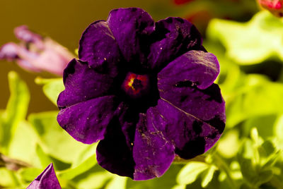 Close-up of purple flower blooming outdoors